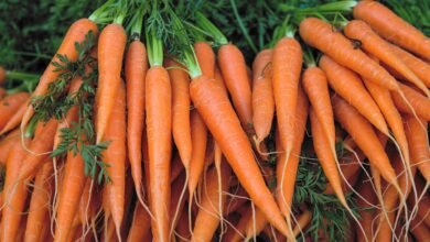 5 Wonderful Health Benefits And Uses Of Carrots