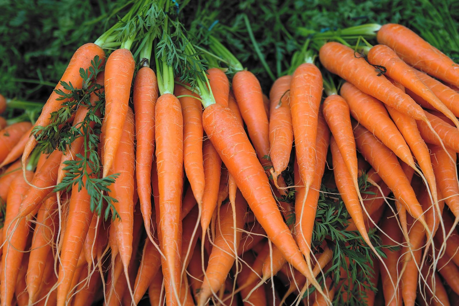 5 Wonderful Health Benefits And Uses Of Carrots