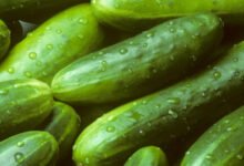 The Top 9 Health Benefits Of Cucumber